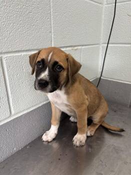 CRACKLE -  Labrador Retriever and German Shepherd Dog Dog for Adoption in Corpus Christi, Texas - CRACKLE | PetCurious