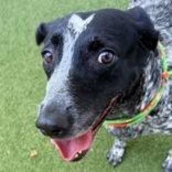 Suzie -  German Shorthaired Pointer and Mixed Breed Dog for Adoption in Tampa, Florida - Suzie | PetCurious