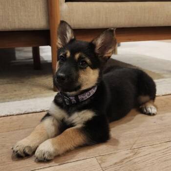 German Shepherd Dog Dogs Available for Adoption in Pacifica, California - Mocha | PetCurious