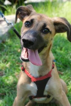Amelia Ear-hart -  Hound Dog for Adoption in Winnabow, North Carolina - Amelia Ear-hart | PetCurious