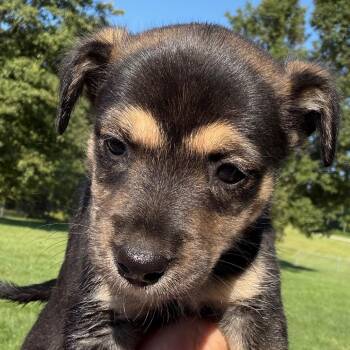 Truvy - gray -  Border Collie and Black Labrador Retriever Dog for Adoption in Greenfield, Indiana - Truvy - Gray | PetCurious