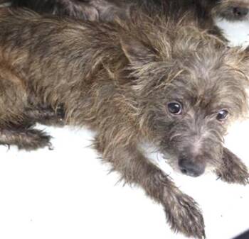 Cairn Terrier and Chihuahua Dogs Available for Adoption in Houston, Texas - A655470 | PetCurious