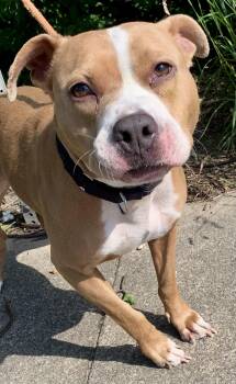 Dahlia -  Mixed Breed Dog for Adoption in Mckeesport, Pennsylvania - Dahlia | PetCurious