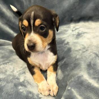 Pippi Pup Astrid -  Hound and Mixed Breed Dog for Adoption in Fairfax Station, Virginia - Pippi Pup Astrid | PetCurious