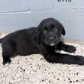 BABE 6119 -  Mixed Breed Dog for Adoption in Loxahatchee Groves, Florida - BABE 6119 | PetCurious