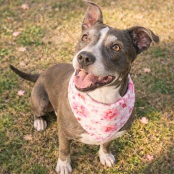 Pit Bull Terrier Dogs Available for Adoption - GLADYS  (Loving, Good With People Including Kids, Other Dogs, Af | PetCurious
