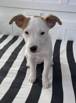 Terrier Dogs Available for Adoption - Ziva | PetCurious