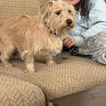 Meg -  Cairn Terrier Dog for Adoption in Fort Collins, Colorado - Meg | PetCurious