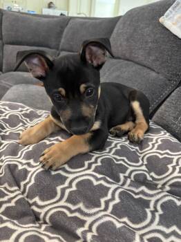 Chihuahua Dogs Available for Adoption - Bluejay | PetCurious