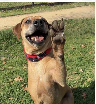 FINN- a charmer -  Labrador Retriever and Rhodesian Ridgeback Dog for Adoption - FINN- A Charmer | PetCurious