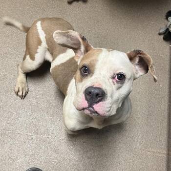 Wubudubbs (Karen) -  Mixed Breed Dog for Adoption in Chattanooga, Tennessee - Wubudubbs (Karen) | PetCurious