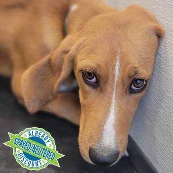 Milo -  Mixed Breed Dog for Adoption in Las Cruces, New Mexico - Milo | PetCurious