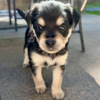 Bear -  Mixed Breed Dog for Adoption in Sonoma, California - Bear | PetCurious