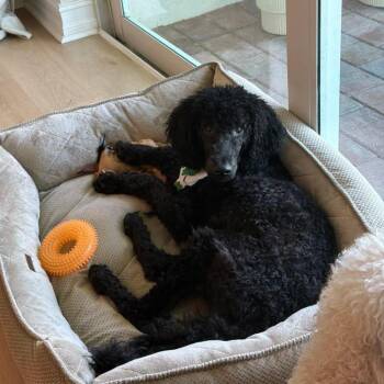 Chandler -  Standard Poodle and Golden Retriever Dog for Adoption in Lakewood Ranch, Florida - Chandler | PetCurious