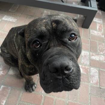 Nino -  Cane Corso Dog for Adoption in Los Angeles, California - Nino | PetCurious