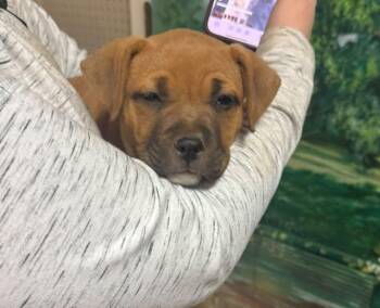 Rescue American Bulldog Dogs for Adoption in Cleveland, Oklahoma - Louise | PetCurious