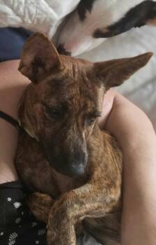 Sparky -  Rat Terrier and Jack Russell Terrier Dog for Adoption in Toronto, Ontario - Sparky | PetCurious