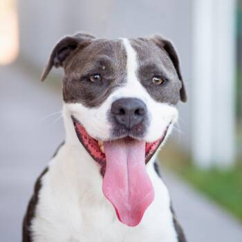 Rescue Pit Bull Terrier Dogs for Adoption in Palm Springs, California - Ember | PetCurious