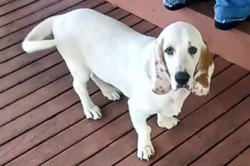 Rescue Basset Hound Dogs for Adoption in Hamilton, New Jersey - JACKSON | PetCurious