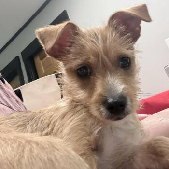 The Lighting Thief -  Mixed Breed Dog for Adoption in Fredericksburg, Virginia - The Lighting Thief | PetCurious