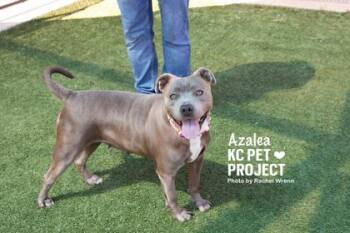 Azalea -  Pit Bull Terrier and Mixed Breed Dog for Adoption in Kansas City, Missouri - Azalea | PetCurious