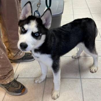 Husky Dogs Available for Adoption in Camden, Delaware - Lennox | PetCurious