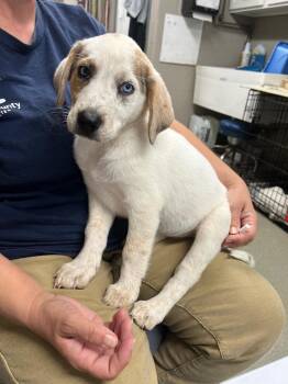 Hazel -  Great Pyrenees Dog for Adoption in Hopkinsville, Kentucky - Hazel | PetCurious