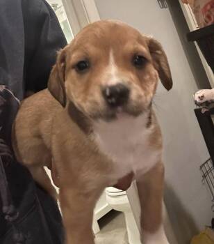 Rescue Australian Shepherd and Pit Bull Terrier Dogs for Adoption in Agua Dulce, California - Aussie/Pit Puppies-boy | PetCurious