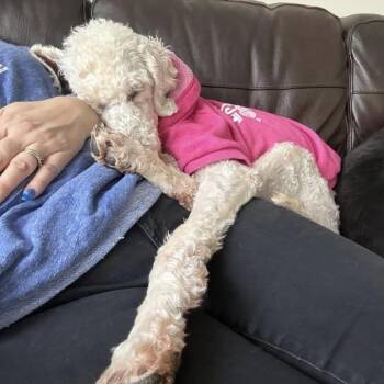 Standard Poodle Dogs Available for Adoption - Phoebe | PetCurious