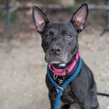 Kyra -  Mixed Breed Dog for Adoption in West Olive, Michigan - Kyra | PetCurious