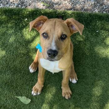 Blues -  Catahoula Leopard Dog and Mixed Breed Dog for Adoption in La Grange, Kentucky - Blues | PetCurious