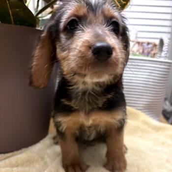 Rescue Beagle and Maltese Dogs for Adoption in Myrtle Beach, South Carolina - Dusty | PetCurious