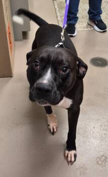 Axis -  Pit Bull Terrier and Boxer Dog for Adoption in Christiansburg, Virginia - Axis | PetCurious