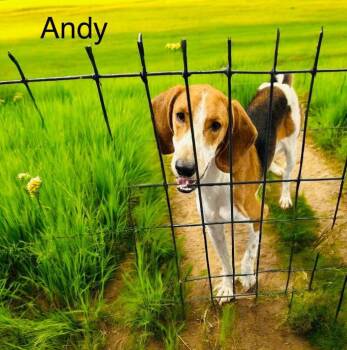 Rescue Treeing Walker Coonhound Dogs for Adoption in Eloise, Florida - Andy | PetCurious