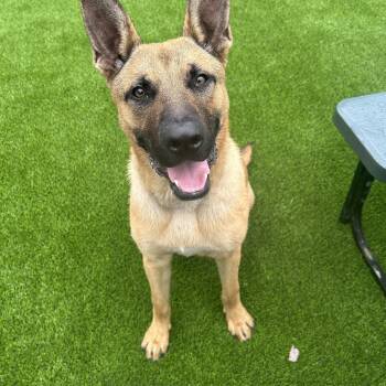 Steve -  German Shepherd Dog and Mixed Breed Dog for Adoption in Detroit, Michigan - Steve | PetCurious