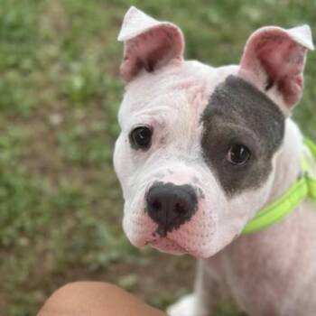 Rescue Terrier Dogs for Adoption in Syracuse, New York - Mackenzie | PetCurious
