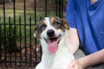 Mixed Breed Dogs Available for Adoption in Covington, Louisiana - WallaceWallee | PetCurious