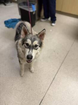 LENNON -  Siberian Husky and Mixed Breed Dog for Adoption in Riverside, California - LENNON | PetCurious