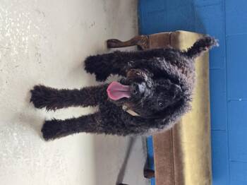 Rescue Poodle Dogs for Adoption in Dandridge, Tennessee - Saint | PetCurious