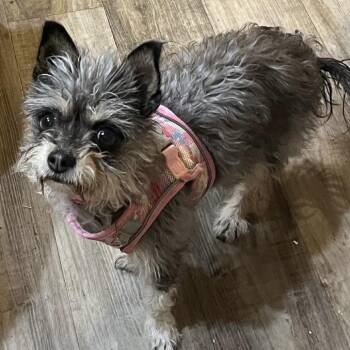 Yorkshire Terrier Dogs Available for Adoption - Dora | PetCurious