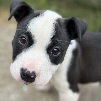 Dove -  Mixed Breed Dog for Adoption in Spokane, Washington - Dove | PetCurious