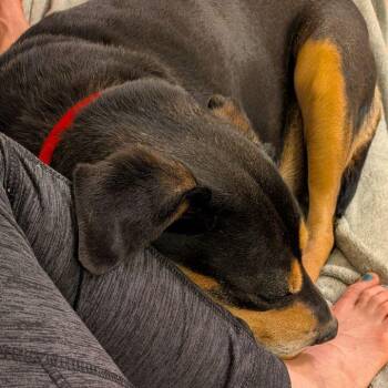 German Shepherd Dog Dogs Available for Adoption in Falls Church, Virginia - Lucy | PetCurious