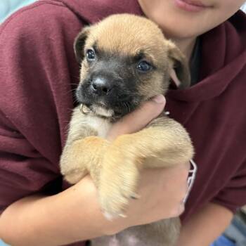 Hound Dogs Available for Adoption - Wombat | PetCurious