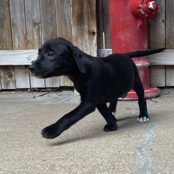 Lavender -  Mixed Breed and Catahoula Leopard Dog Dog for Adoption in Tulsa, Oklahoma - Lavender | PetCurious
