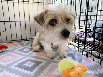 Rescue Terrier Dogs for Adoption in Canutillo, Texas - Nelly | PetCurious