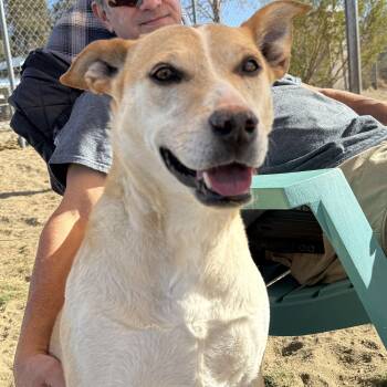 Rescue German Shepherd Dog Dogs for Adoption in Littlerock, California - Scout | PetCurious