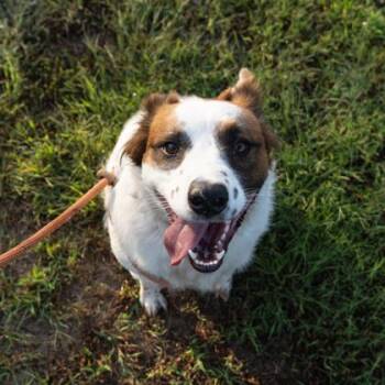 Honey -  Cattle Dog Dog for Adoption in Yellville, Arkansas - Honey | PetCurious