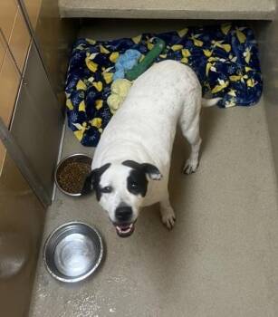 Mixed Breed Dogs Available for Adoption in Longmont, Colorado - Jane | PetCurious