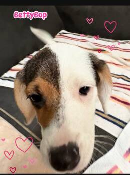 Border Collie Dogs Available for Adoption - Betty Boop | PetCurious