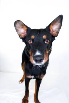 Nash -  Australian Cattle Dog Blue Heeler Dog for Adoption in Bixby, Oklahoma - Nash | PetCurious